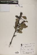 Achatocarpus gracilis image