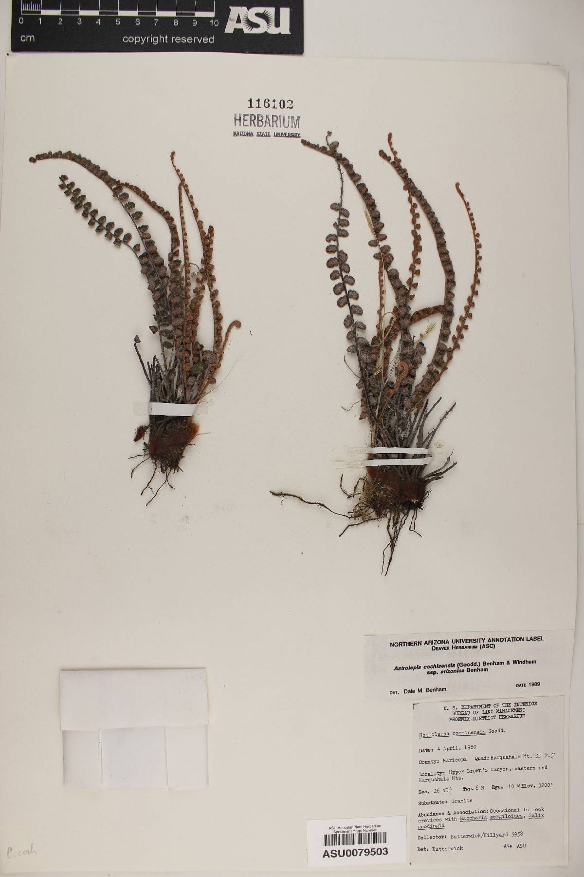 Astrolepis cochisensis subsp. arizonica image