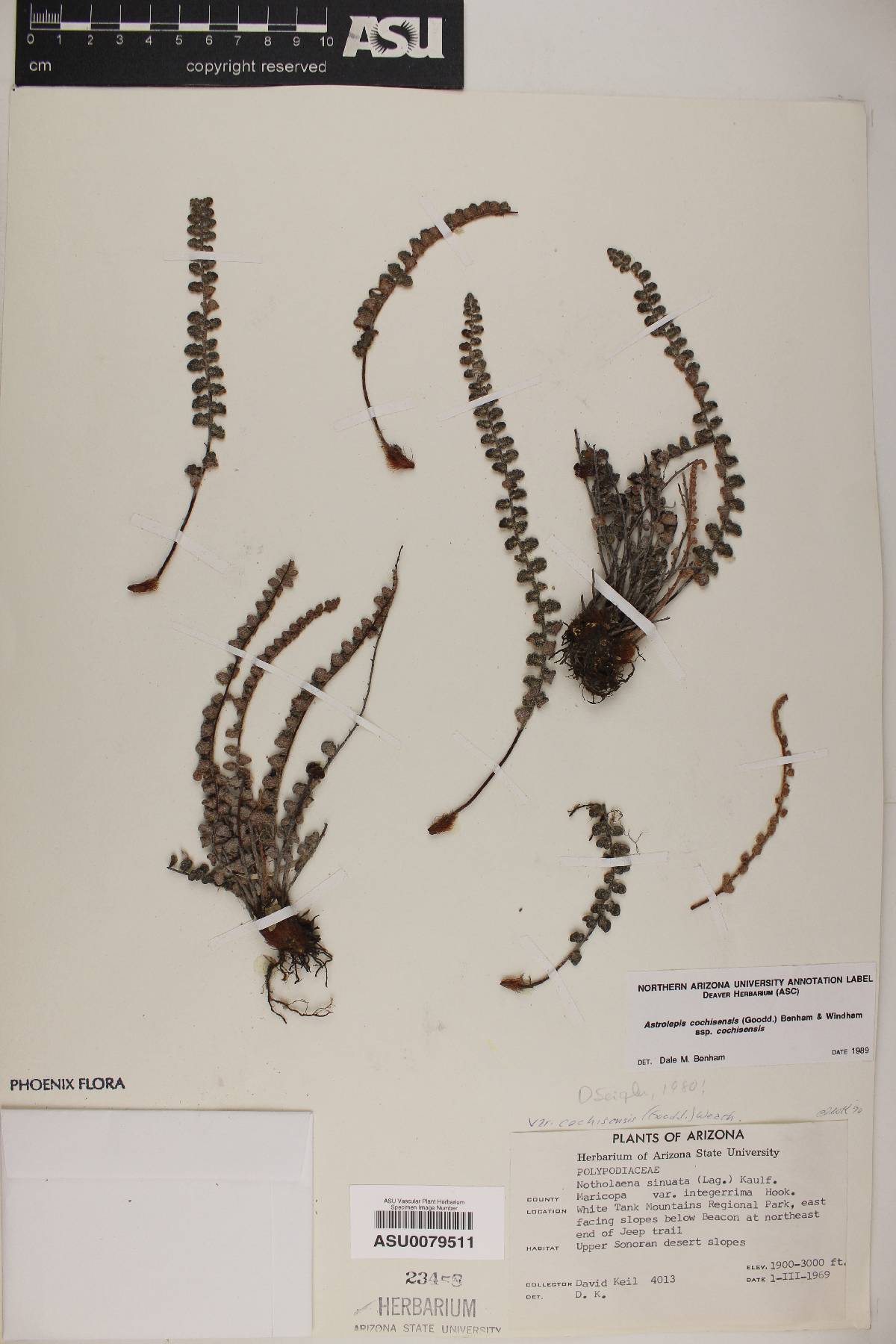 Astrolepis cochisensis subsp. cochisensis image