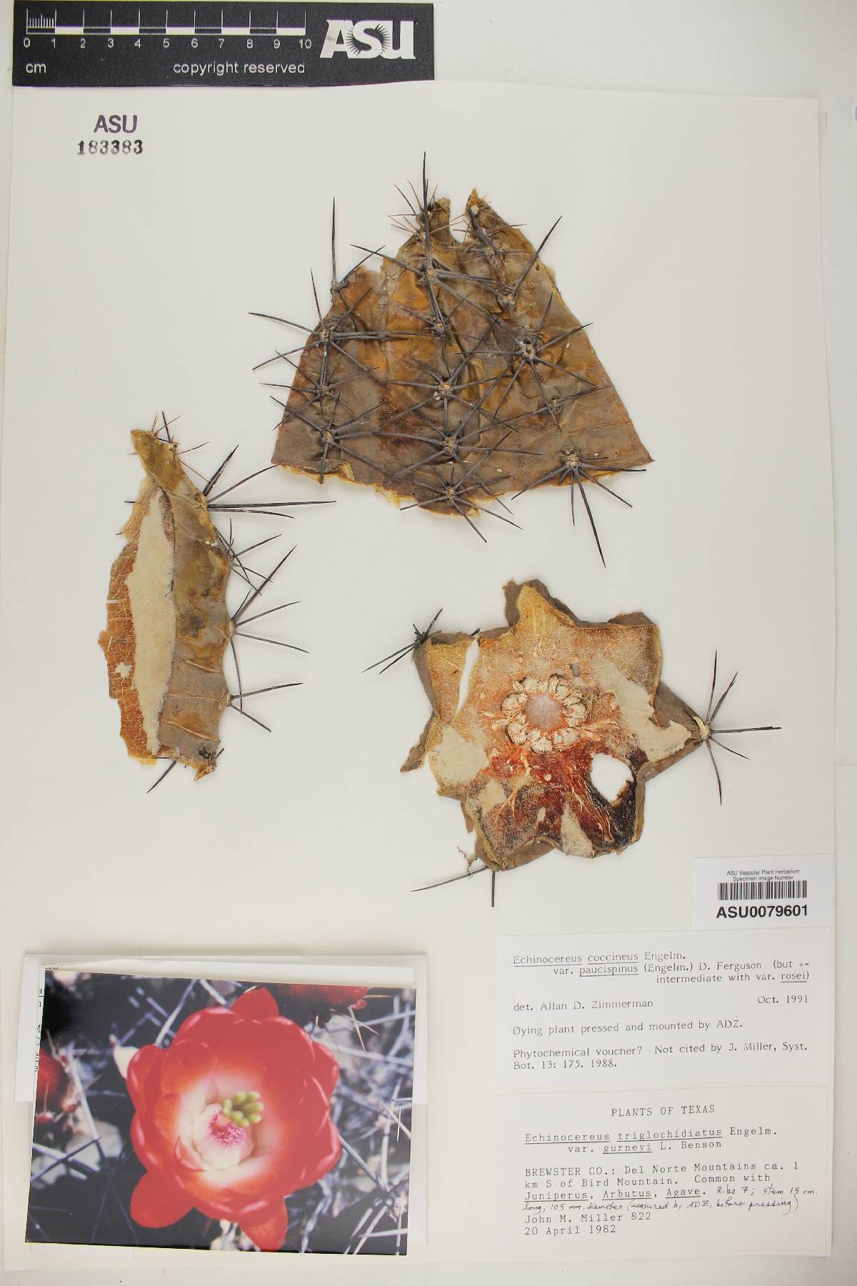 Echinocereus coccineus var. paucispinus image
