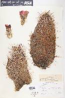 Echinocereus engelmannii var. armatus image