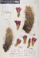 Echinocereus engelmannii var. engelmannii image