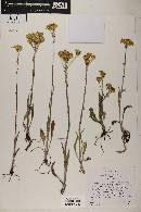 Senecio integerrimus var. exaltatus image