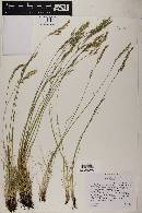 Festuca idahoensis image