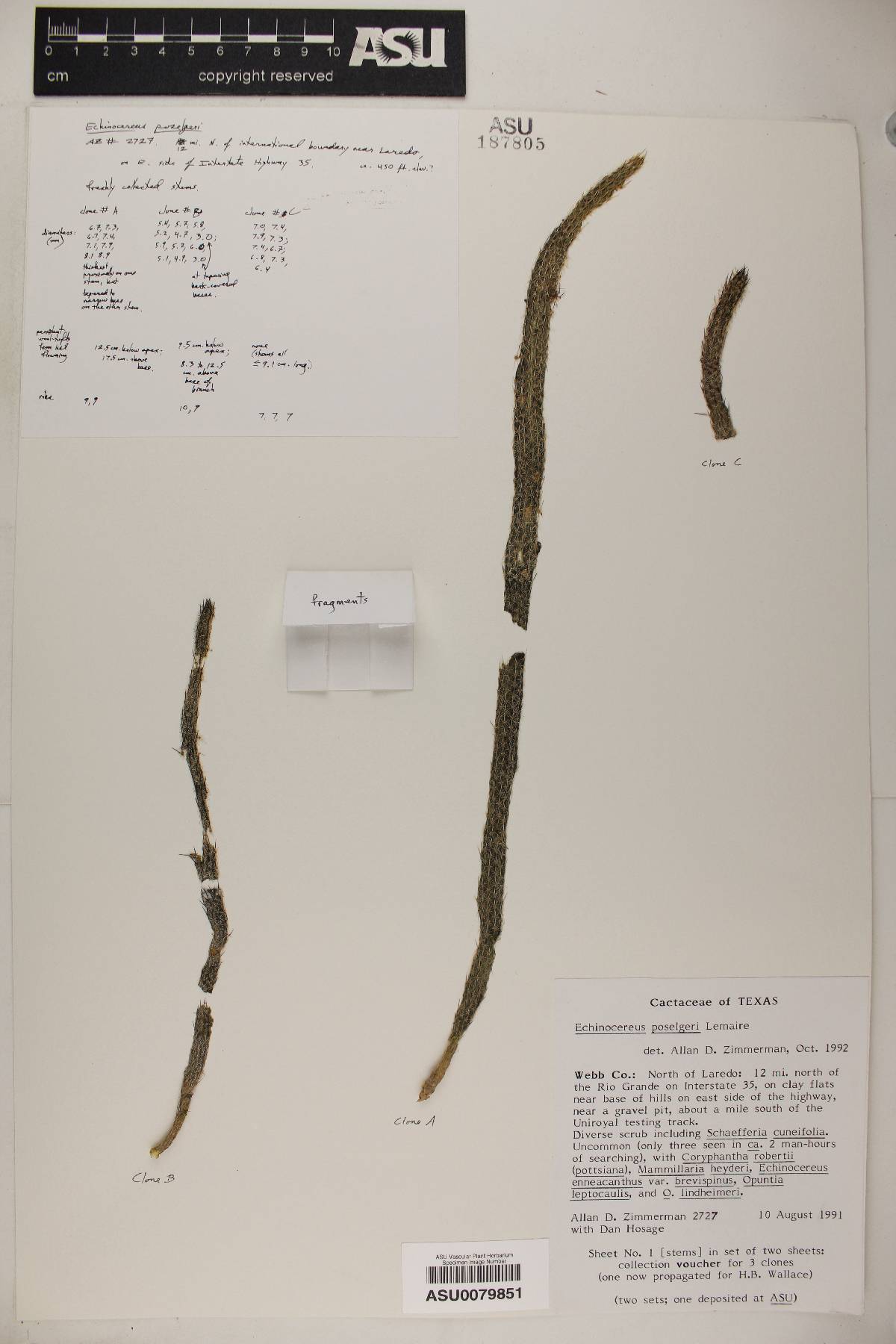 Echinocereus poselgeri image
