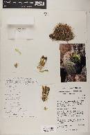 Echinocereus × roetteri image
