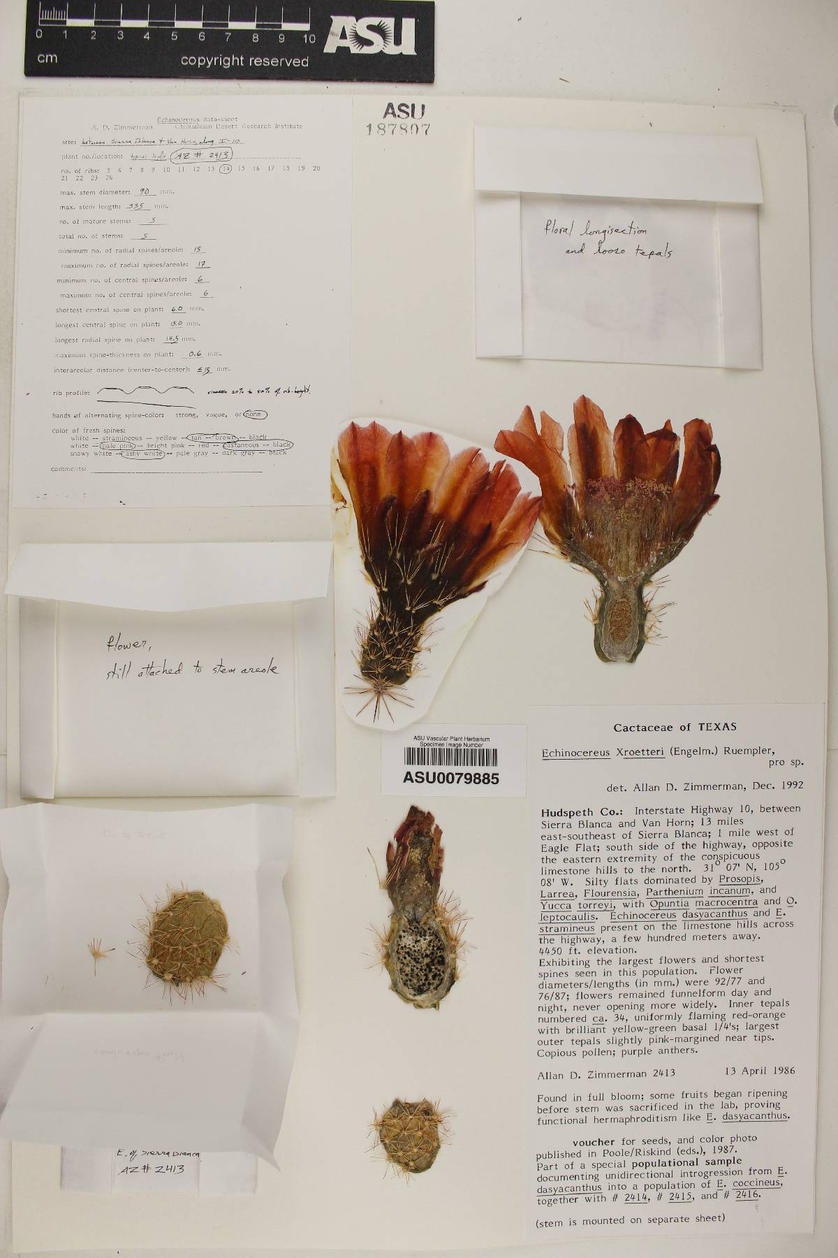 Echinocereus × roetteri image