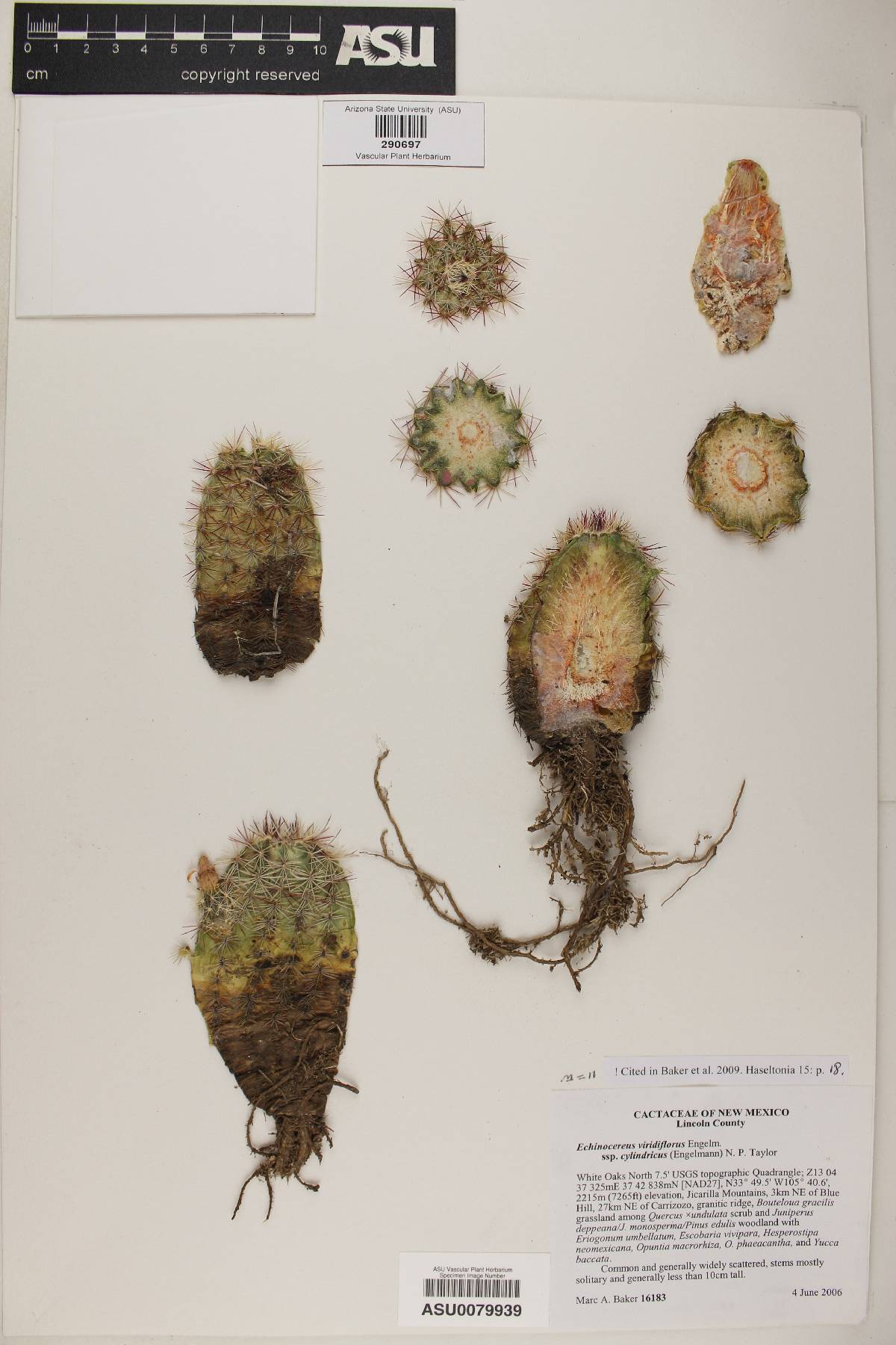 Echinocereus viridiflorus subsp. cylindricus image