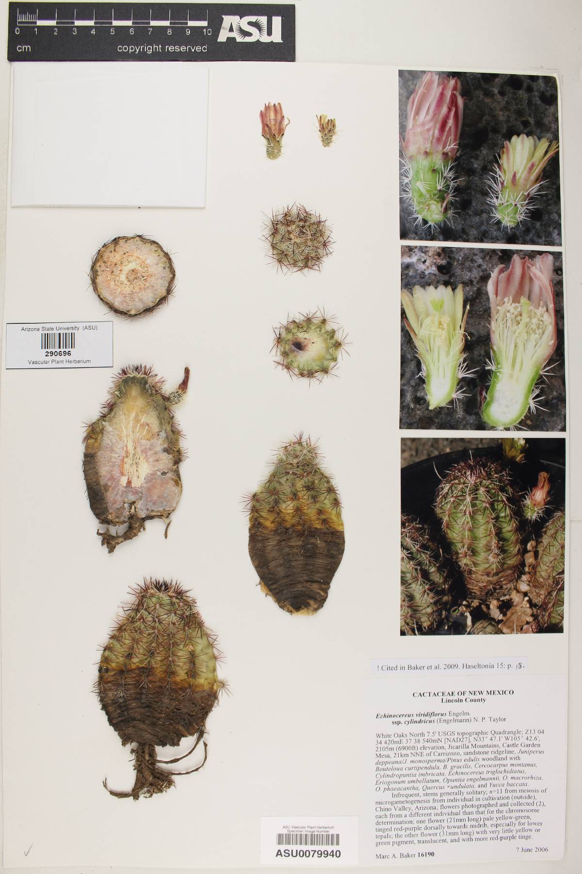 Echinocereus viridiflorus subsp. cylindricus image