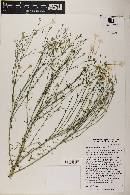 Ipomopsis longiflora image