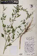 Chenopodium neomexicanum image