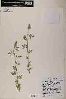 Dalea wrightii image