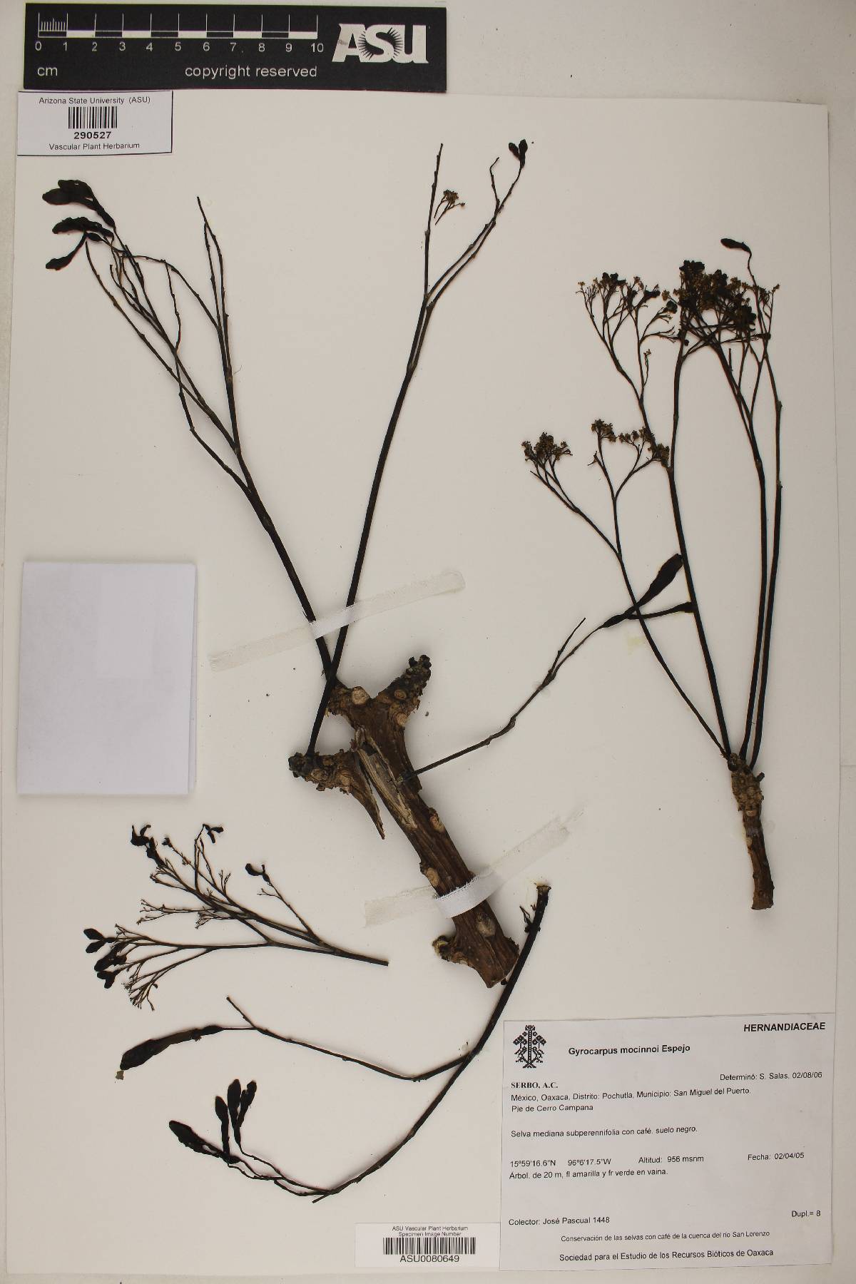 Gyrocarpus mocinnoi image