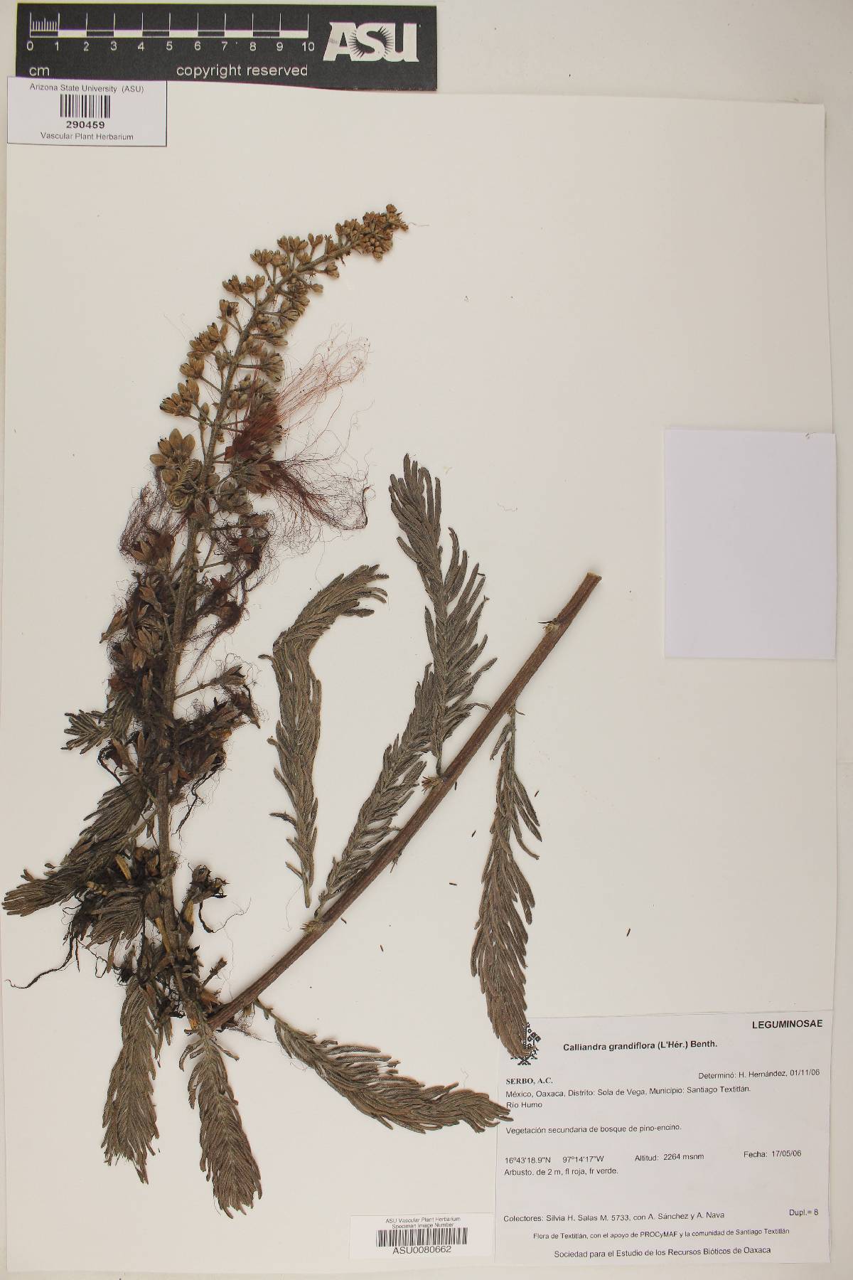 Calliandra grandiflora image