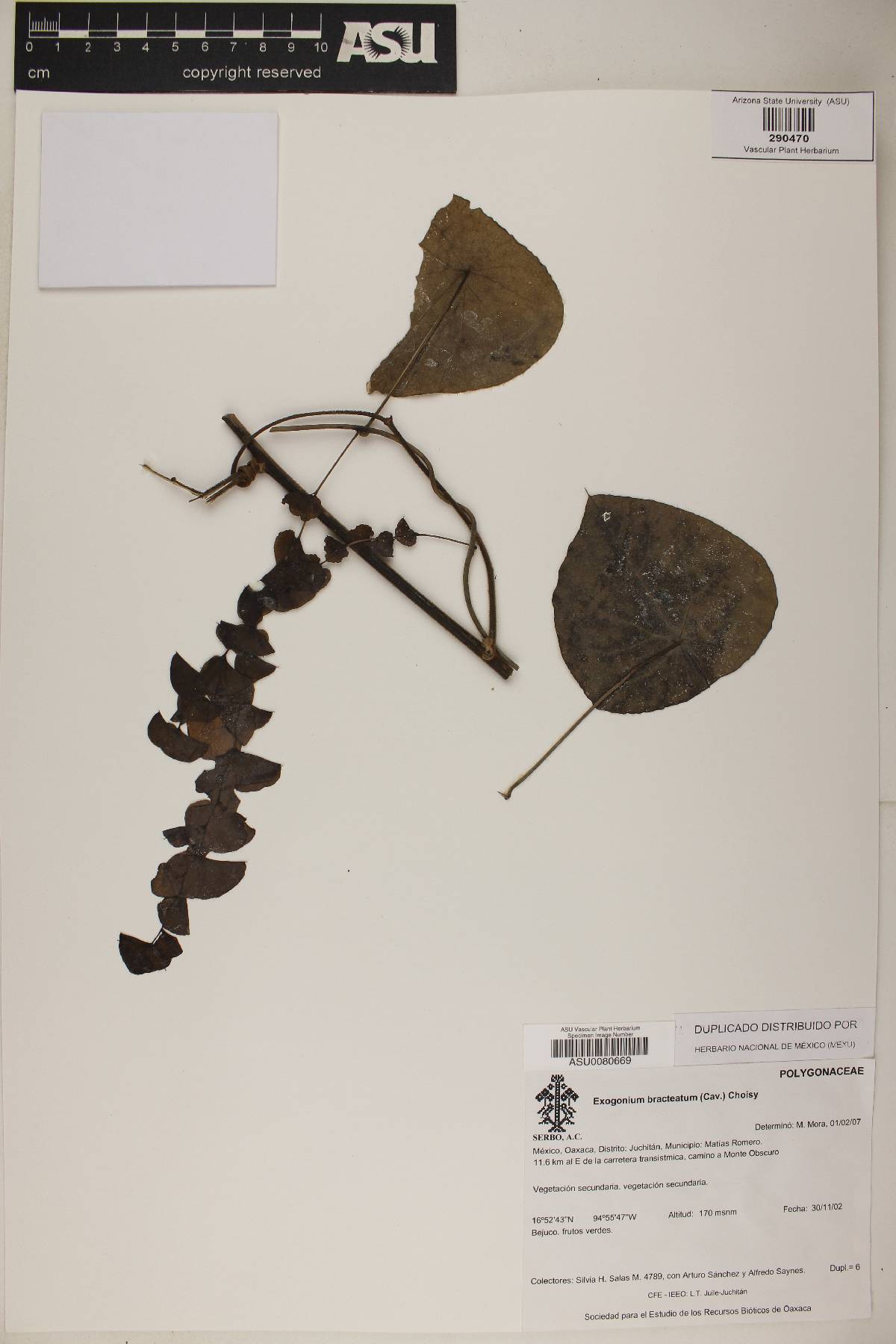 Exogonium bracteatum image