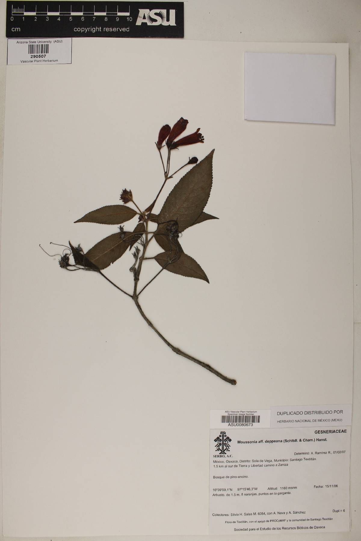 Moussonia deppeana image