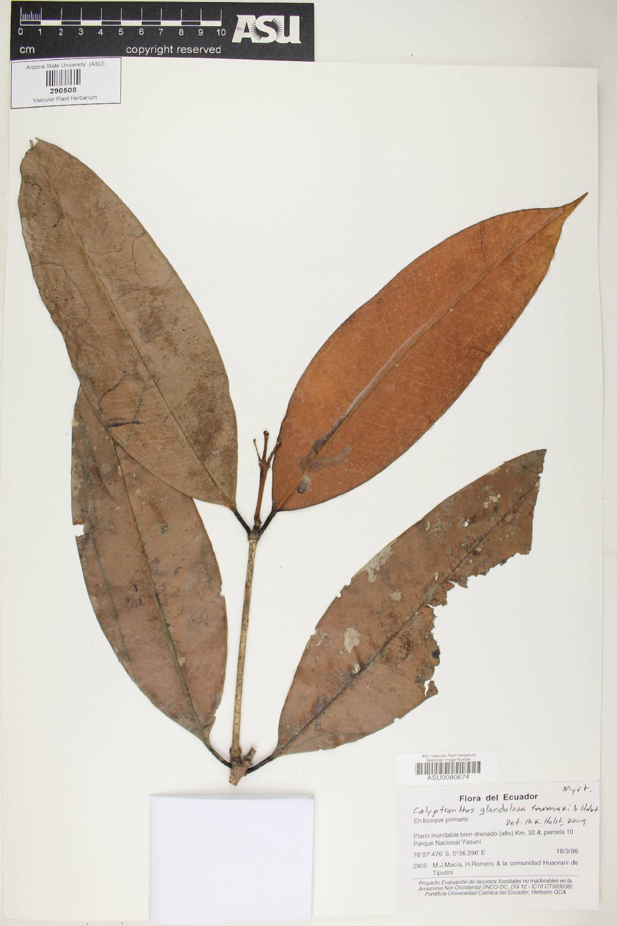 Calyptranthes glandulosa image