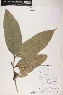 Myrcia magnoliifolia image