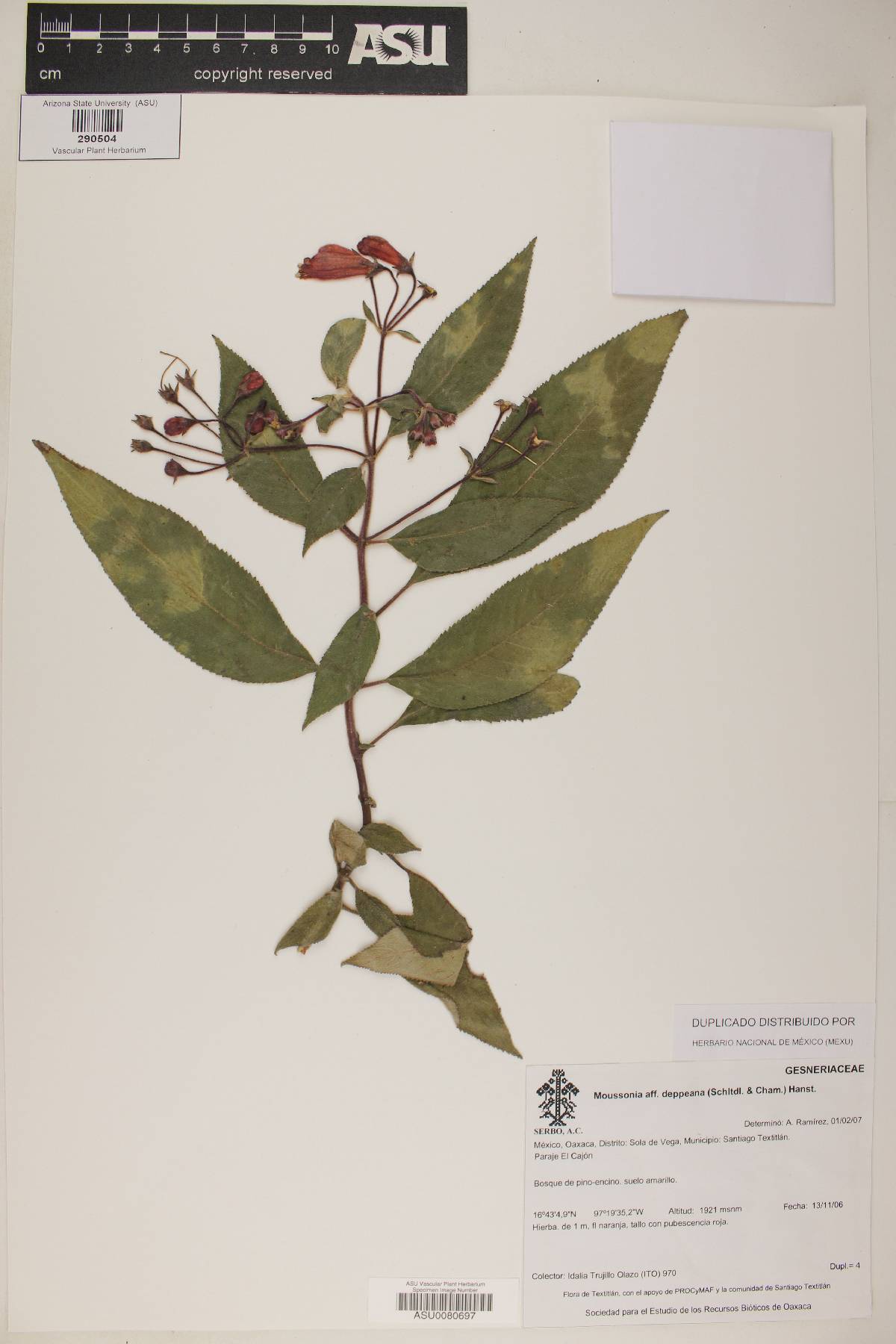 Moussonia deppeana image