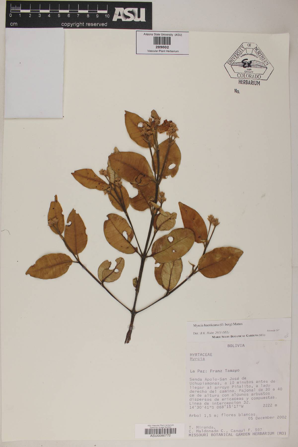 Myrcia haenkeana image
