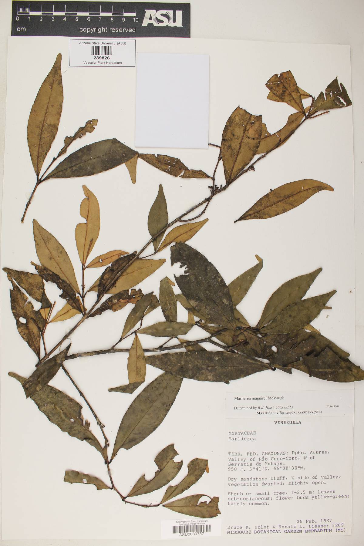 Marlierea maguirei image