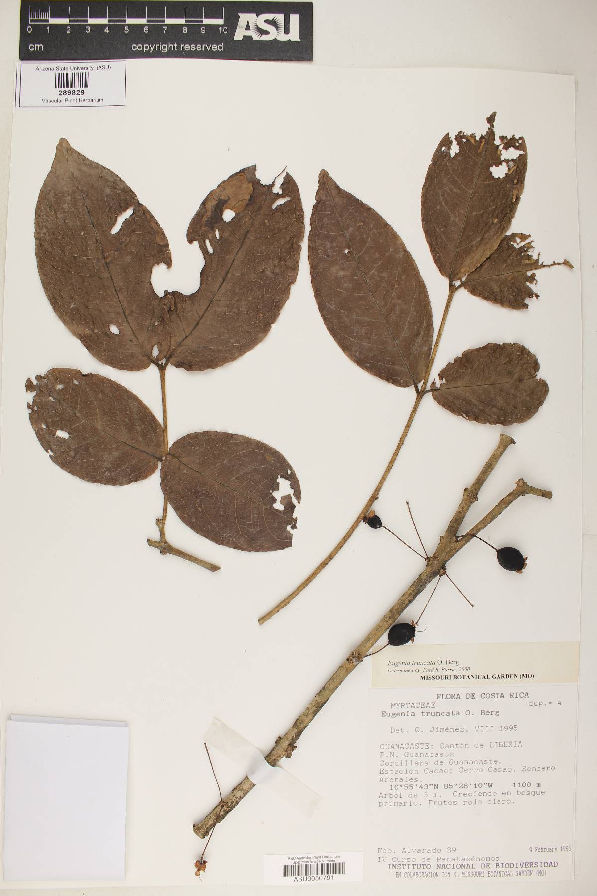 Eugenia truncata image