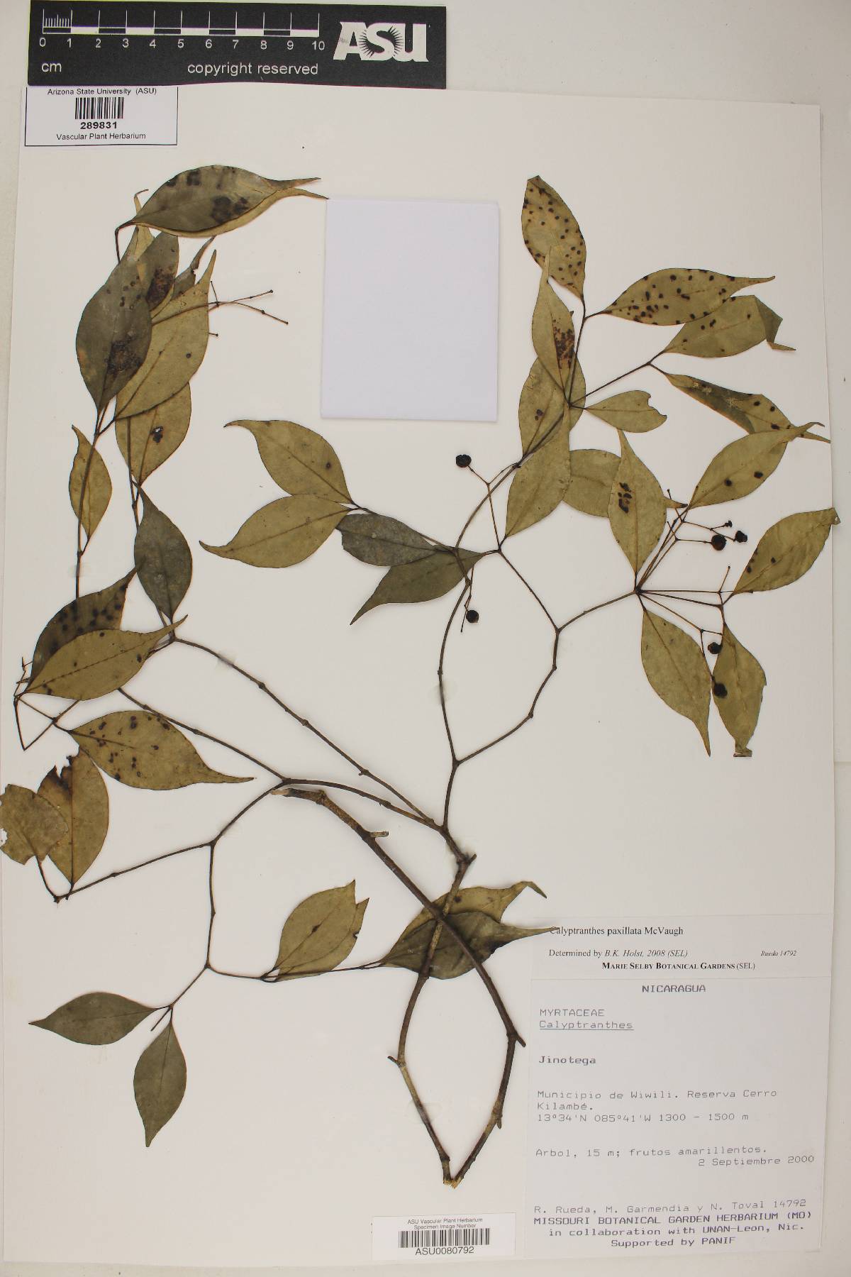 Calyptranthes paxillata image