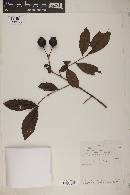 Psidium rostratum image