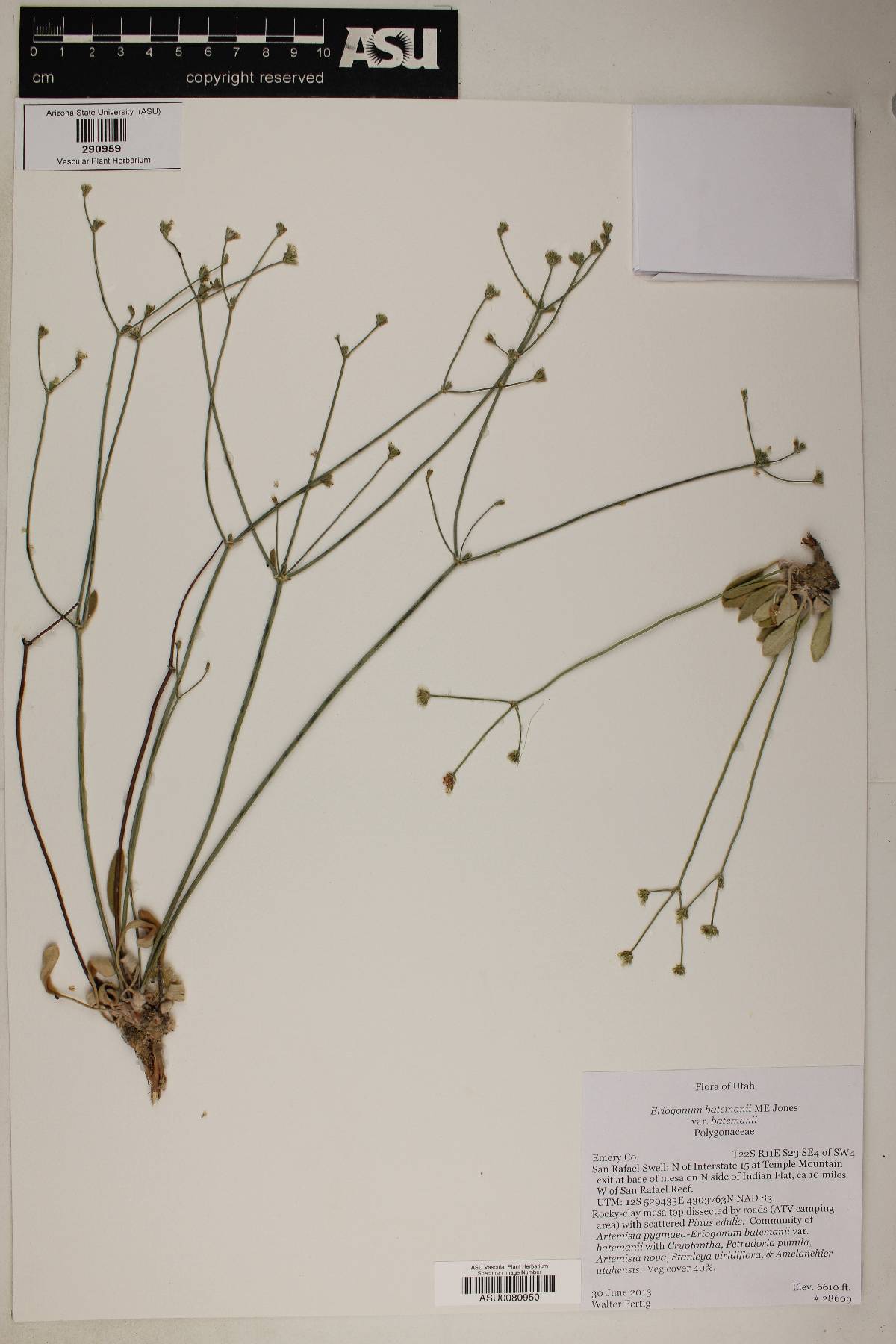 Eriogonum batemanii var. batemanii image