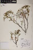 Eriogonum corymbosum image