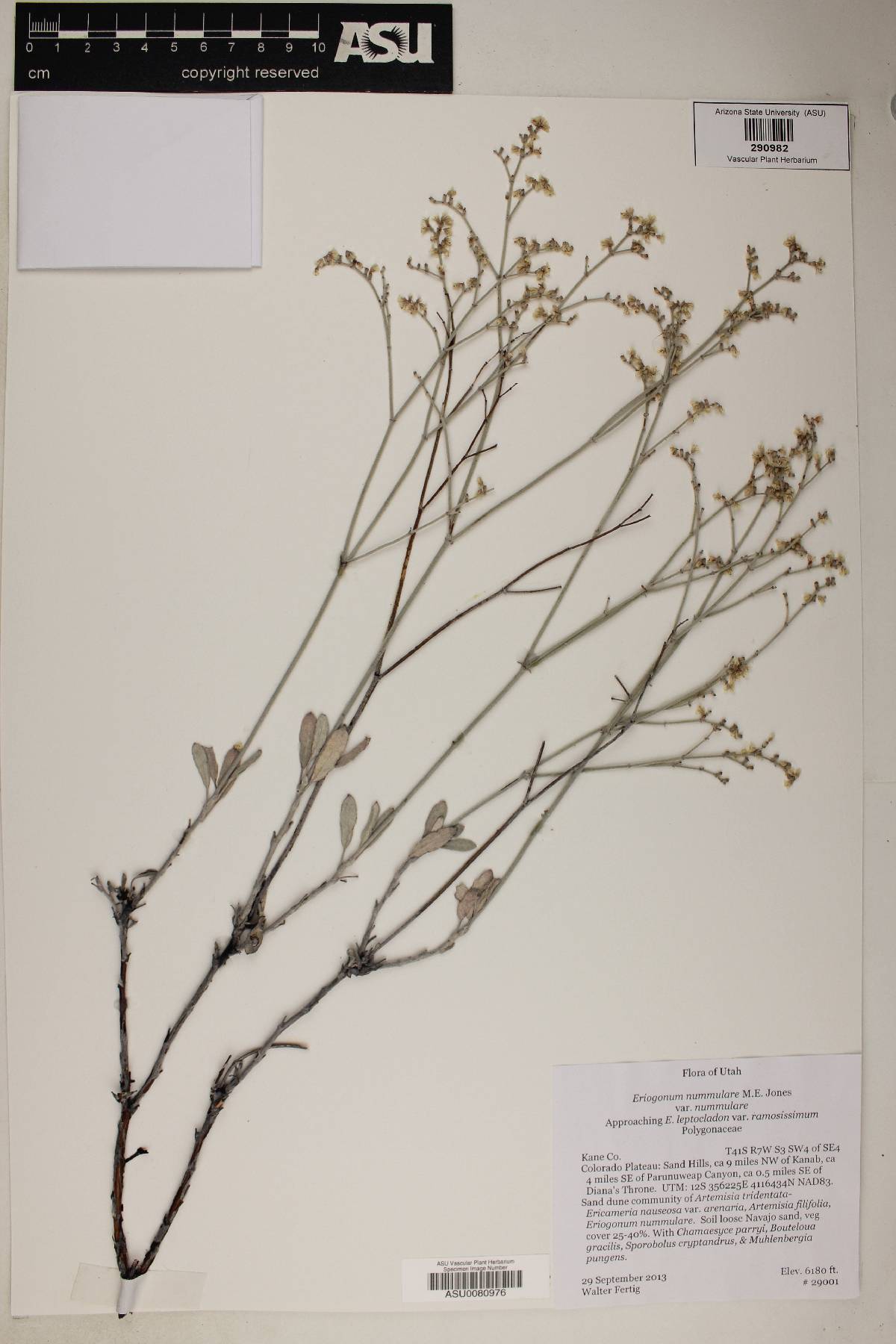 Eriogonum nummulare image