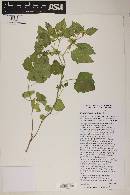 Physalis hederifolia var. fendleri image