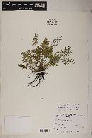 Cryptogramma acrostichoides image