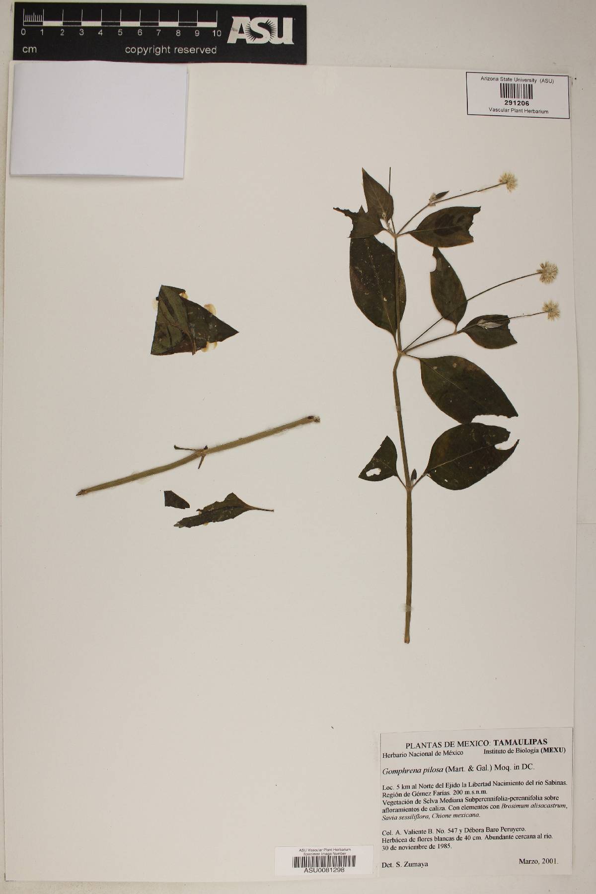 Gomphrena pilosa image