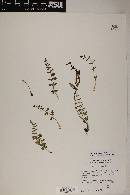 Woodsia neomexicana image