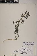 Argythamnia clariana image