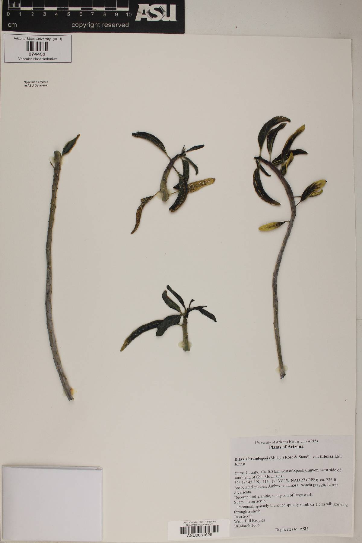 Ditaxis brandegeei var. intonsa image