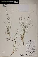 Aristida purpurea var. longiseta image