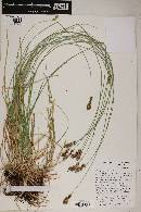 Carex praegracilis image