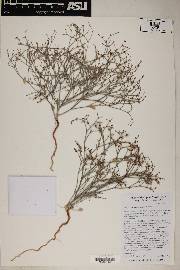 Eriogonum palmerianum image