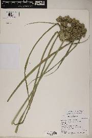 Cyperus eragrostis image