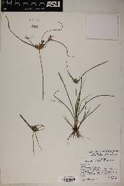 Cyperus pallidicolor image