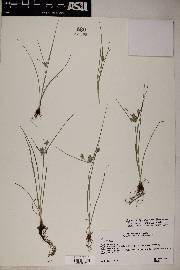 Cyperus sphaerolepis image