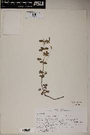 Oxalis albicans image