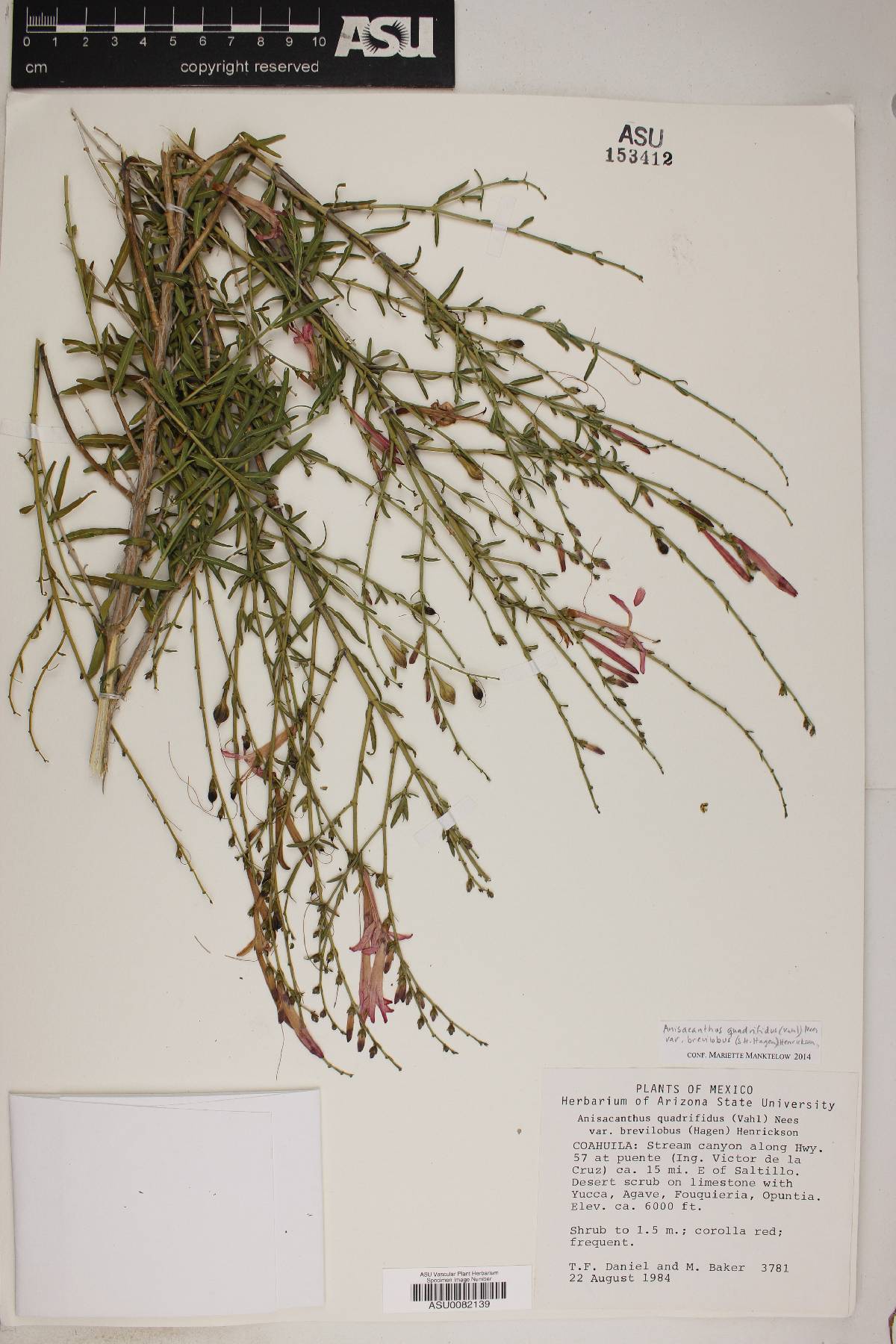 Anisacanthus quadrifidus var. brevilobus image