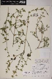 Carlowrightia glandulosa image