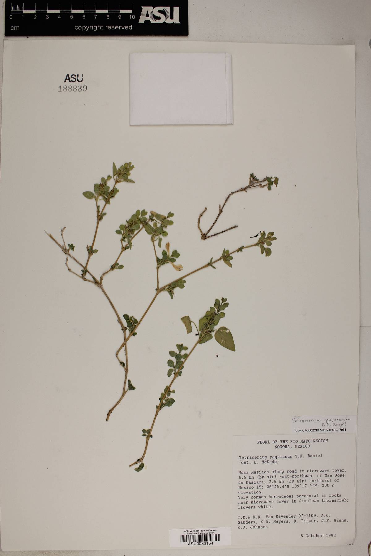 Tetramerium yaquianum image