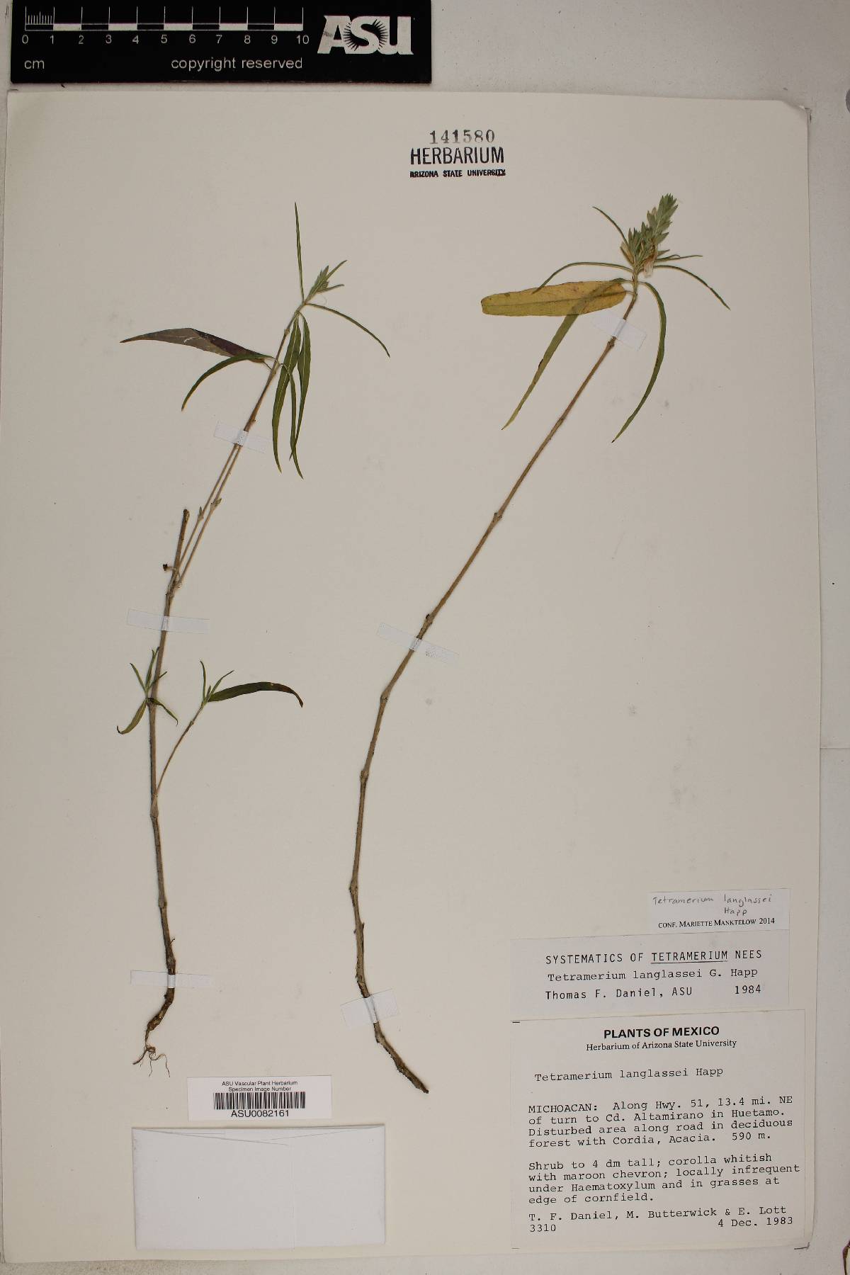 Tetramerium langlassei image