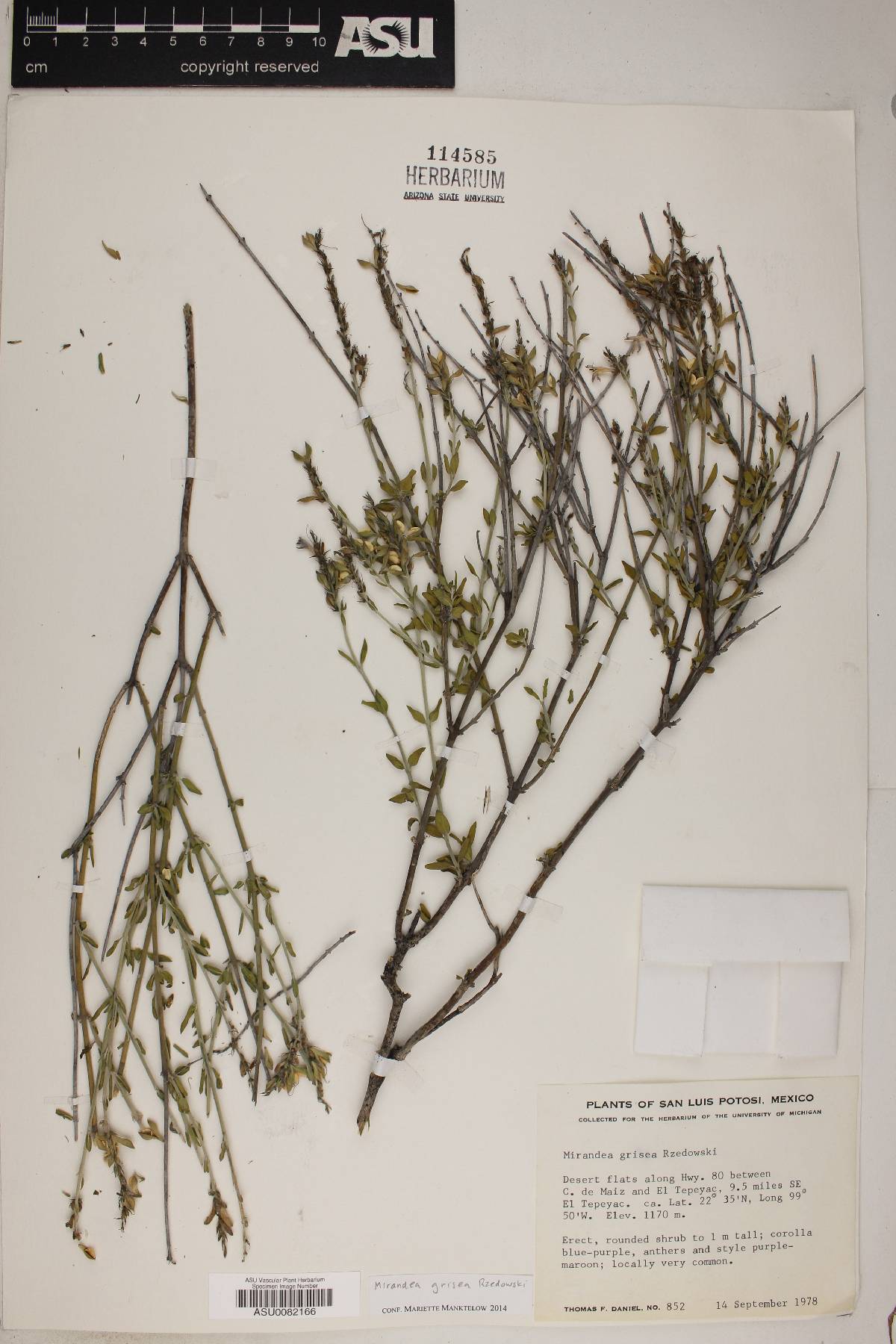 Mirandea grisea image
