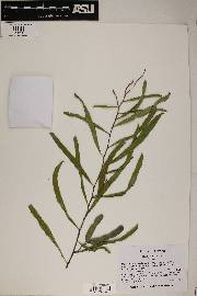 Acacia salicina image